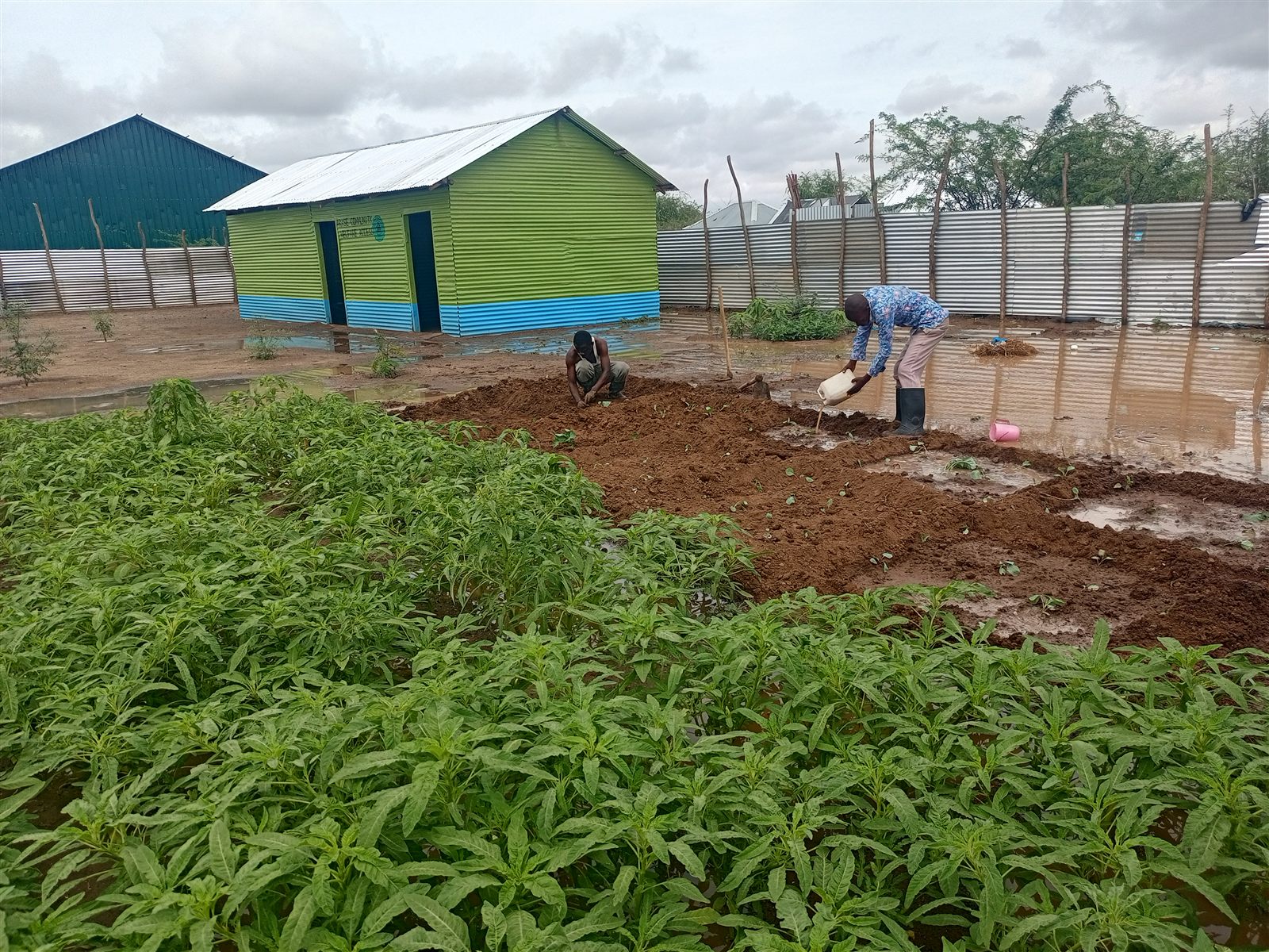 Permaculture and sustainable farming initiative in Kakuma supported by ACWA